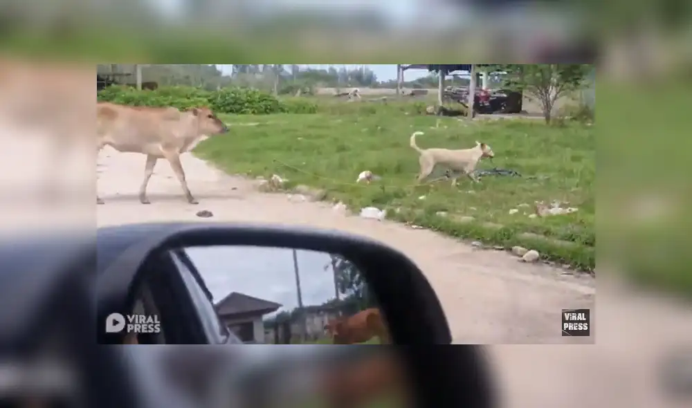 Desliza para ver el desenlace de este video que se volvió viral en Facebook. Foto: Captura. Desliza para ver el desenlace de este video que se volvió viral en Facebook. Foto: Captura.