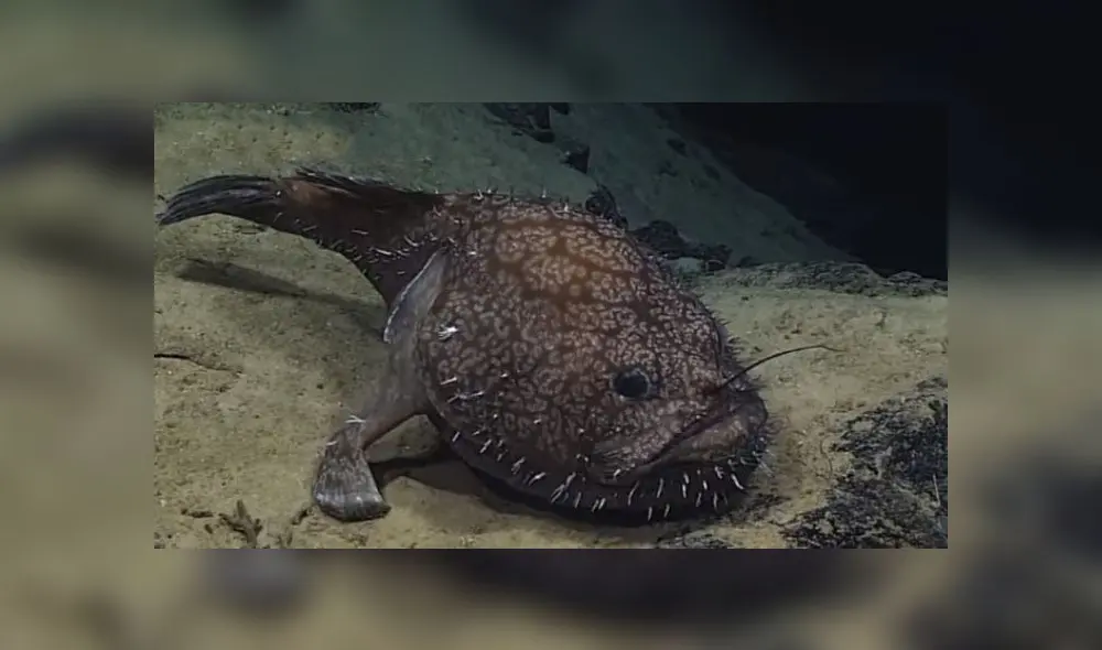 Es la primera vez que encuentran al pez rape en las profundidades del Golfo de México. Foto: NOAA's