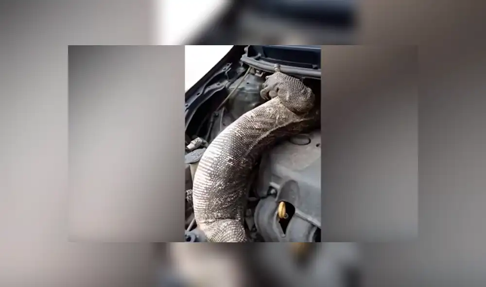 Desliza hacia la izquierda para ver al enorme reptil que se escondió en el motor de un carro. Video es viral en YouTube. Desliza hacia la izquierda para ver al enorme reptil que se escondió en el motor de un carro. Video es viral en YouTube.