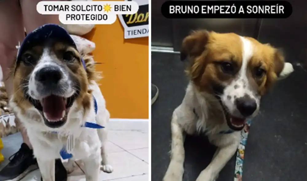 Desliza hacia la izquierda para conocer más detalles de la conmovedora historia de Bruno, un perrito que tuvo un final feliz. Foto: captura de TikTok Desliza hacia la izquierda para conocer más detalles de la conmovedora historia de Bruno, un perrito que tuvo un final feliz. Foto: captura de TikTok