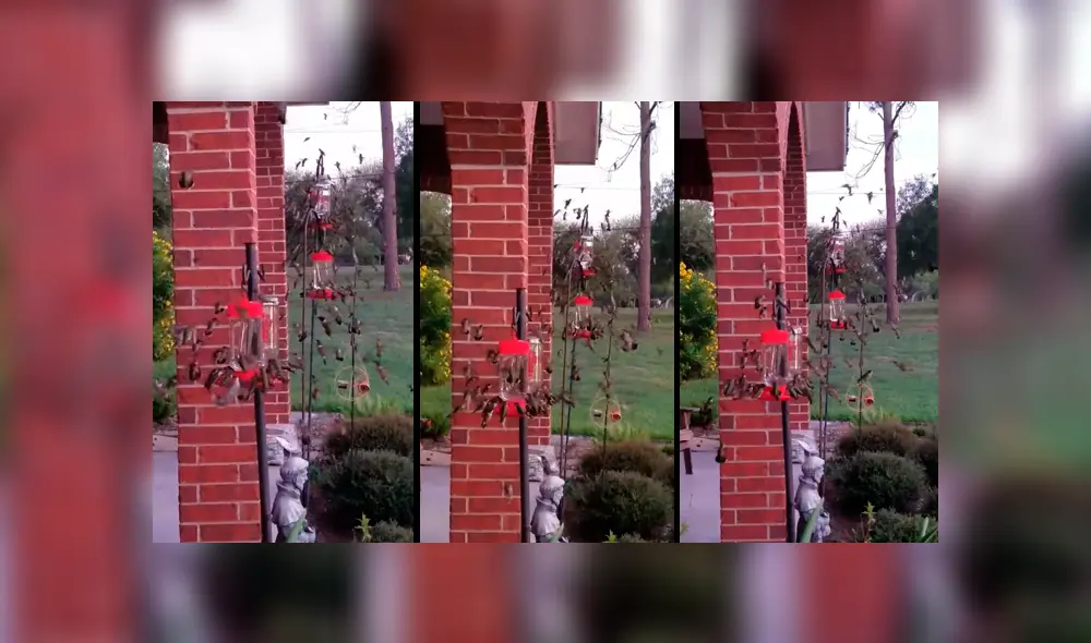 Facebook viral: creyó toparse con un enjambre de abejas, se asoma y descubre un increíble espectáculo