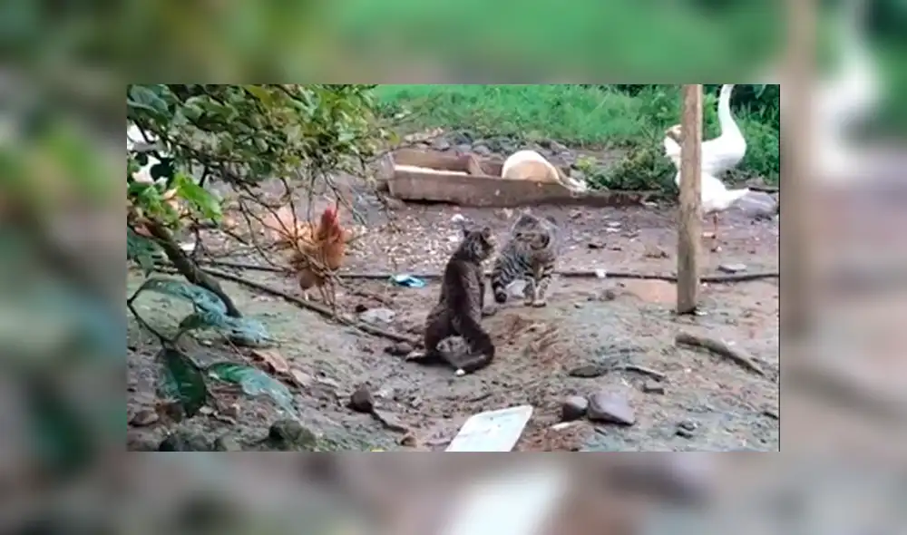 Desliza la imagen de TikTok para verlas todas. Foto: jessicamirandamen Desliza la imagen de TikTok para verlas todas. Foto: jessicamirandamen