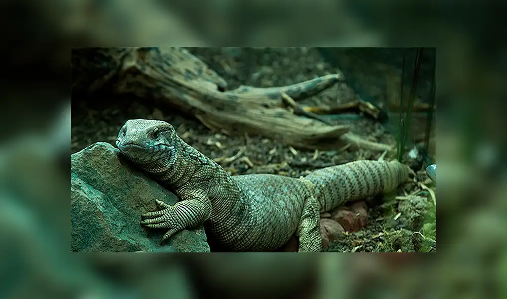 YouTube viral: increíble pelea de dos lagartos paralizó el tráfico de una ciudad [VIDEO]
