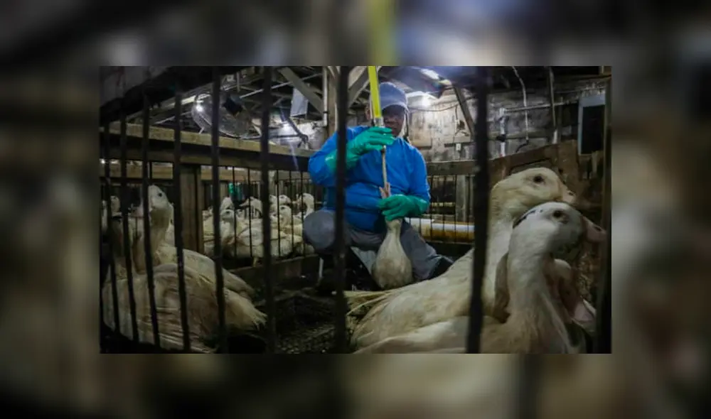 Patos son torturados: queman sus picos y los sumergen en agua electrificada [VIDEO]