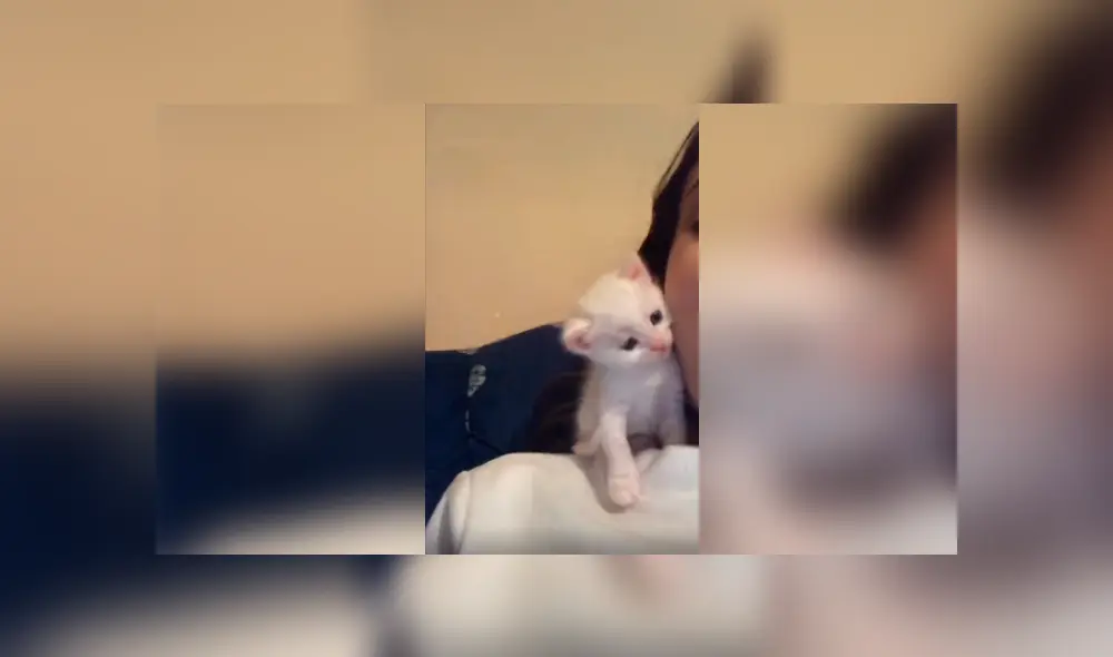 Desliza las imágenes para apreciar la amorosa acción de un gato bebé al recibir un beso por parte de su dueña.
