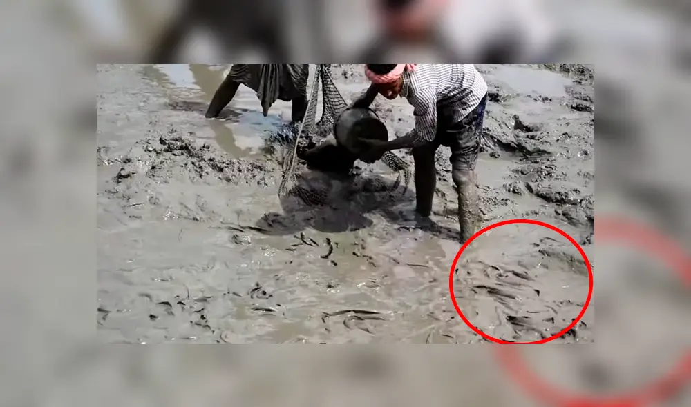 YouTube viral: ingresa descalzo a misterioso lodo y encuentra miles de extrañas criaturas moribundas YouTube viral: ingresa descalzo a misterioso lodo y encuentra miles de extrañas criaturas moribundas