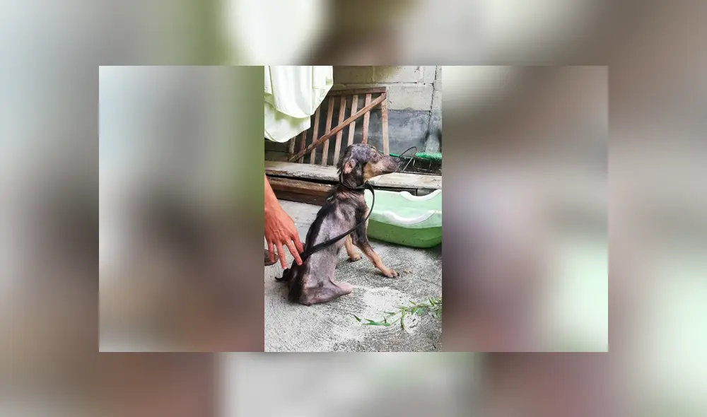 Desliza para ver el aspecto actual de este perro que se volvió 'famoso' en Facebook. Foto: Captura. Desliza para ver el aspecto actual de este perro que se volvió 'famoso' en Facebook. Foto: Captura.