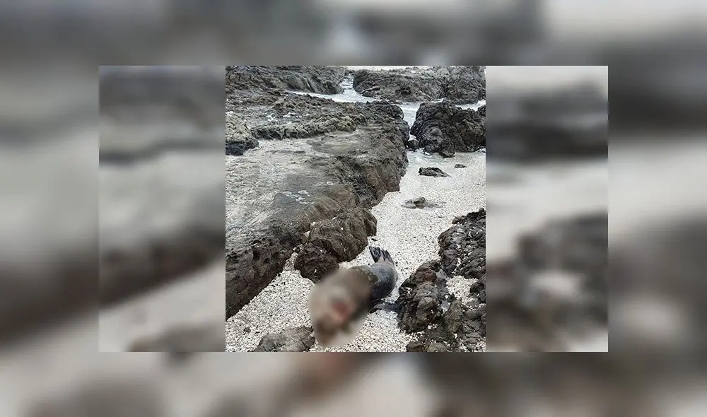 Encuentran siete lobos marinos muertos en litoral tacneño