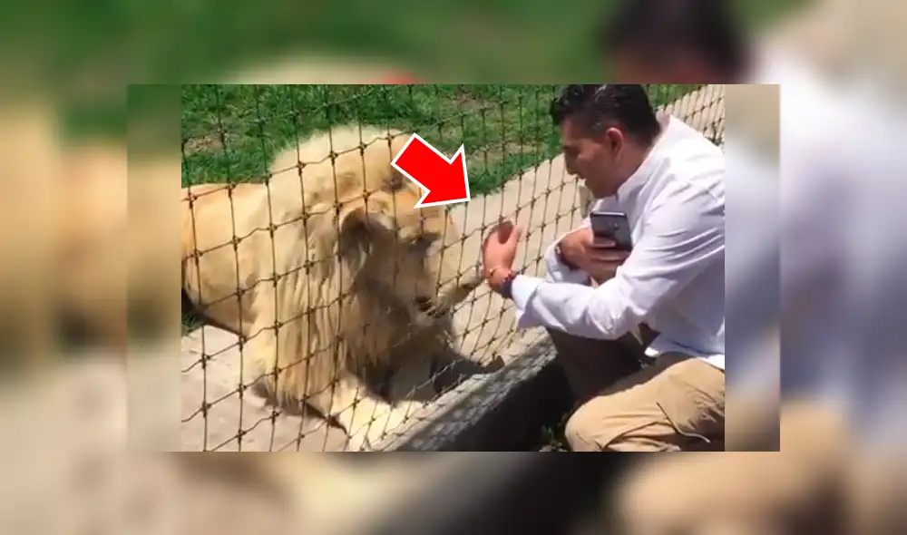 Turista ingresa a recinto de leones, sin imaginar lo que pasaría.