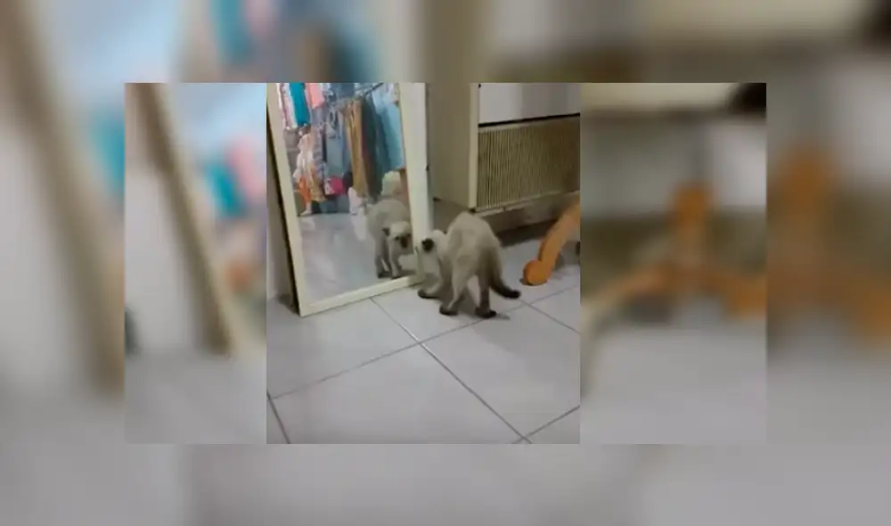 Video es viral en YouTube. La dueña del gato no dudó en grabar el curioso comportamiento del felino mientras se observaba en un espejo Video es viral en YouTube. La dueña del gato no dudó en grabar el curioso comportamiento del felino mientras se observaba en un espejo