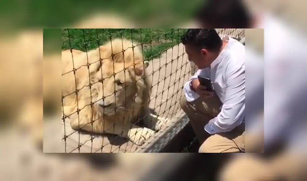 Turista ingresa a recinto de leones, sin imaginar lo que pasaría.