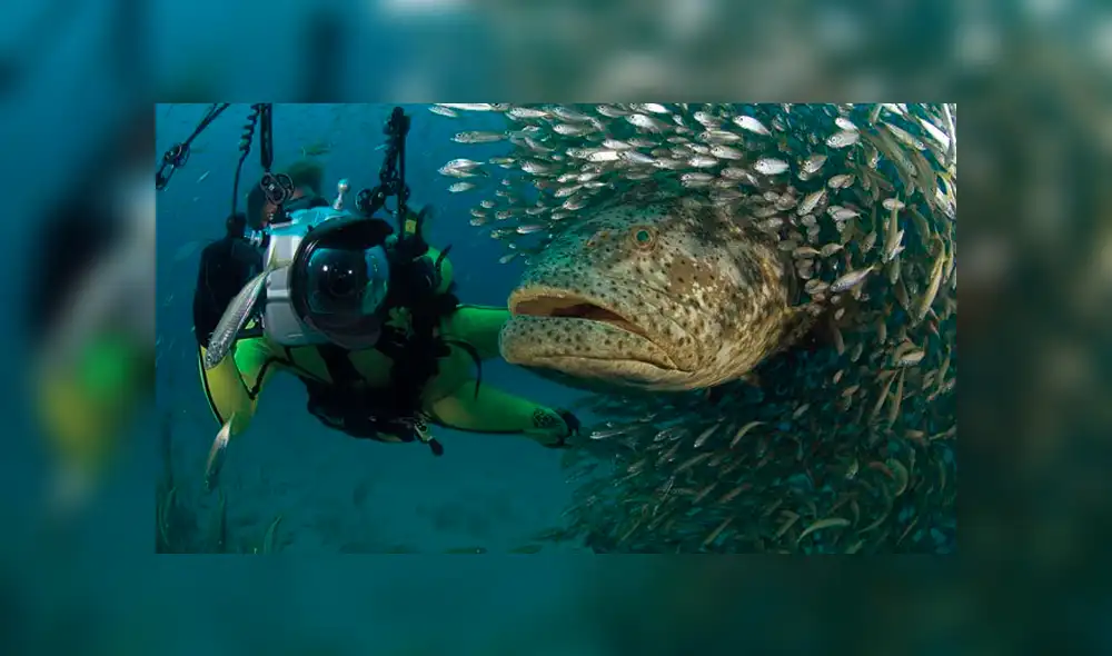 YouTube viral: extraña criatura marina aparece en 'selfie' de buzo dentro del mar [VIDEO]