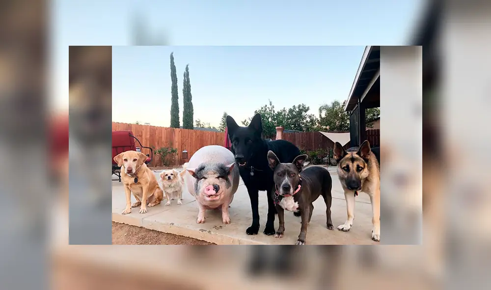 Desliza para ver las fotos que se volvieron tendencia en Facebook. Foto: Captura.