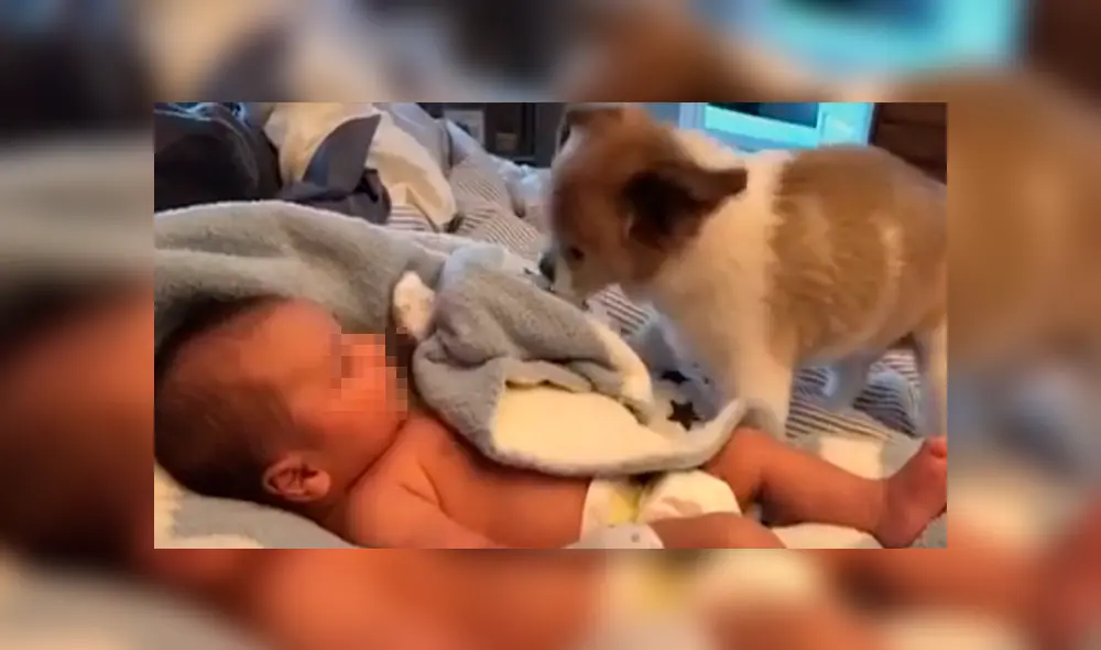 Desliza las imágenes para observar el tierno momento que protagonizaron un bebé con un perro que se encargó de cuidarlo. Desliza las imágenes para observar el tierno momento que protagonizaron un bebé con un perro que se encargó de cuidarlo.
