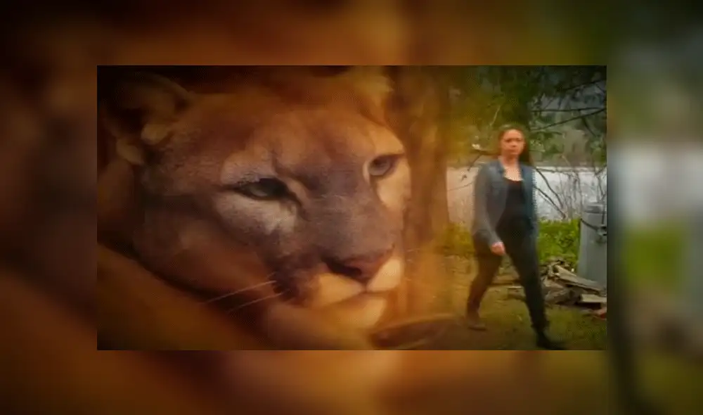 YouTube viral: mujer se enfrenta contra un feroz puma, para proteger a sus hijos [VIDEO]
