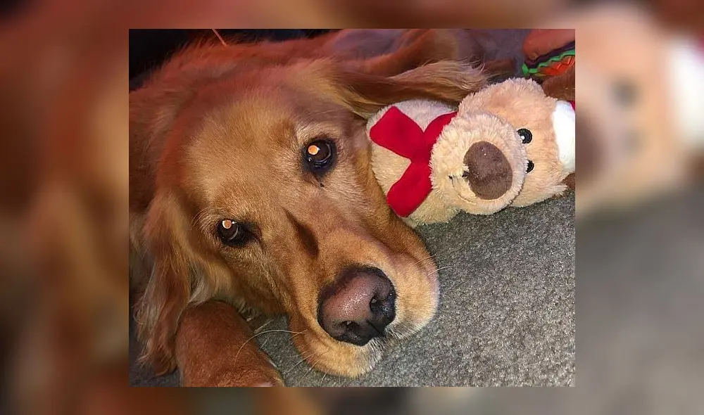 Finley tiene 6 años de edad y vive en Nueva York. (Foto: Mail Online)