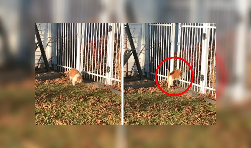 En Facebook, un gato deseaba salir de su hogar para visitar a sus amigos sin imaginar que su peso se lo impediría. En Facebook, un gato deseaba salir de su hogar para visitar a sus amigos sin imaginar que su peso se lo impediría.