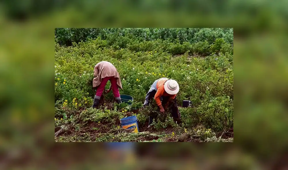 Lluvias afectaron más de 12 mil hectáreas de cultivo