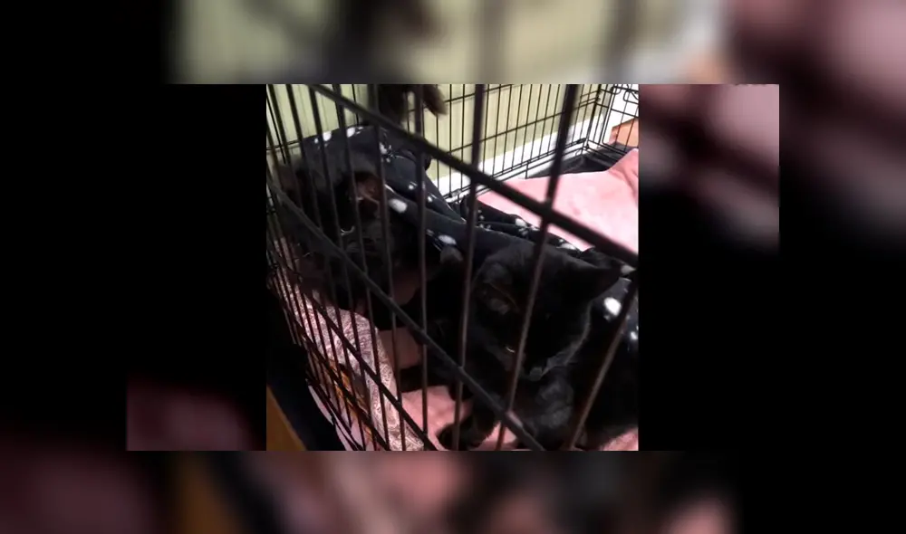 Desliza para ver las fotos de esta historia que conmovió a todos en YouTube. Foto: Captura. Desliza para ver las fotos de esta historia que conmovió a todos en YouTube. Foto: Captura.