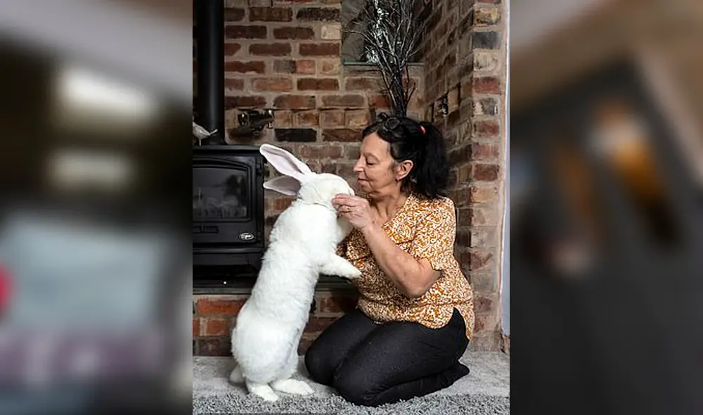 Desliza las imágenes para conocer a Jester, el conoce que ha asombrado por su gran tamaño. Foto: Facebook