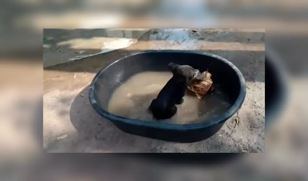 Desliza para ver los detalles del video viral publicado en YouTube. Foto: Captura. Desliza para ver los detalles del video viral publicado en YouTube. Foto: Captura.