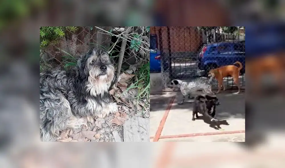 Crisis en Venezuela: ¿Cuál es la situación de las mascotas en el país? [VIDEO]