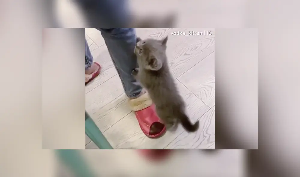 Desliza a la izquierda para ver más sobre este nuevo video viral de YouTube. Foto: Captura. Desliza a la izquierda para ver más sobre este nuevo video viral de YouTube. Foto: Captura.