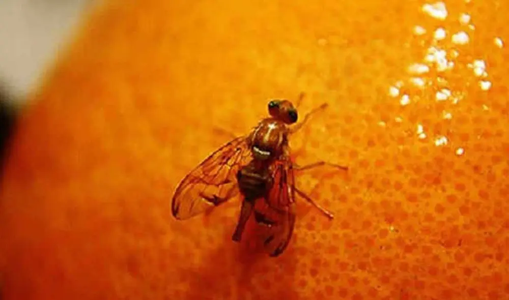 Estas acciones se realizan permanentemente, en beneficio de más de 4 mil productores de palta, mango, uva, arándanos