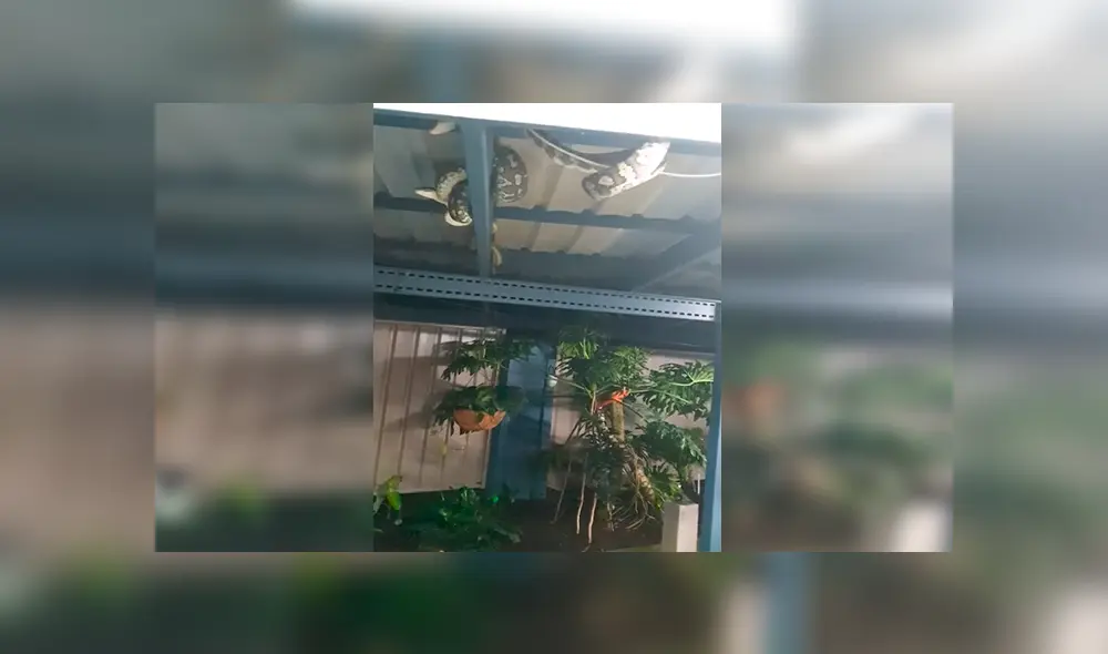 En Facebook, una mujer quedó espantada al encontrar tres enormes pitones en el techo de su patio.