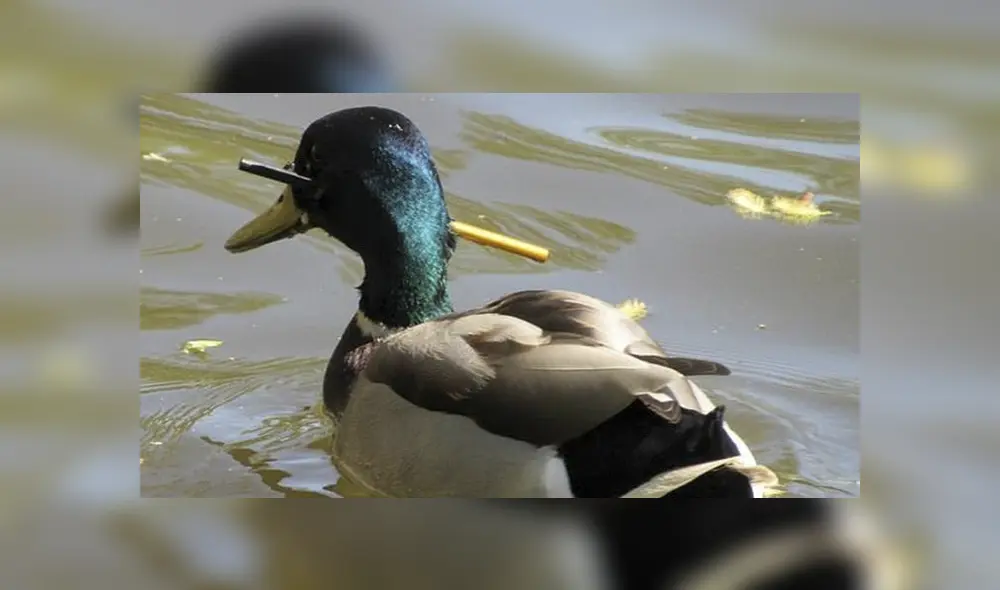 El ave había sido atacada probablemente por cazadores furtivos, que le dispararon con una ballesta. Foto: Daily Mail