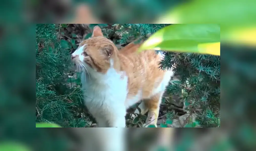 YouTube viral: gato herido ruega a hombre que lo ayude a salvar su vida [VIDEO]