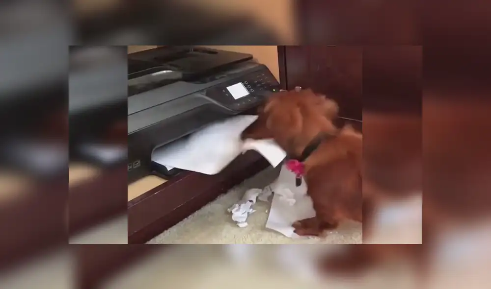 Facebook viral: Chico graba el preciso instante en que su travieso perro 'devora' su tarea [VIDEO]