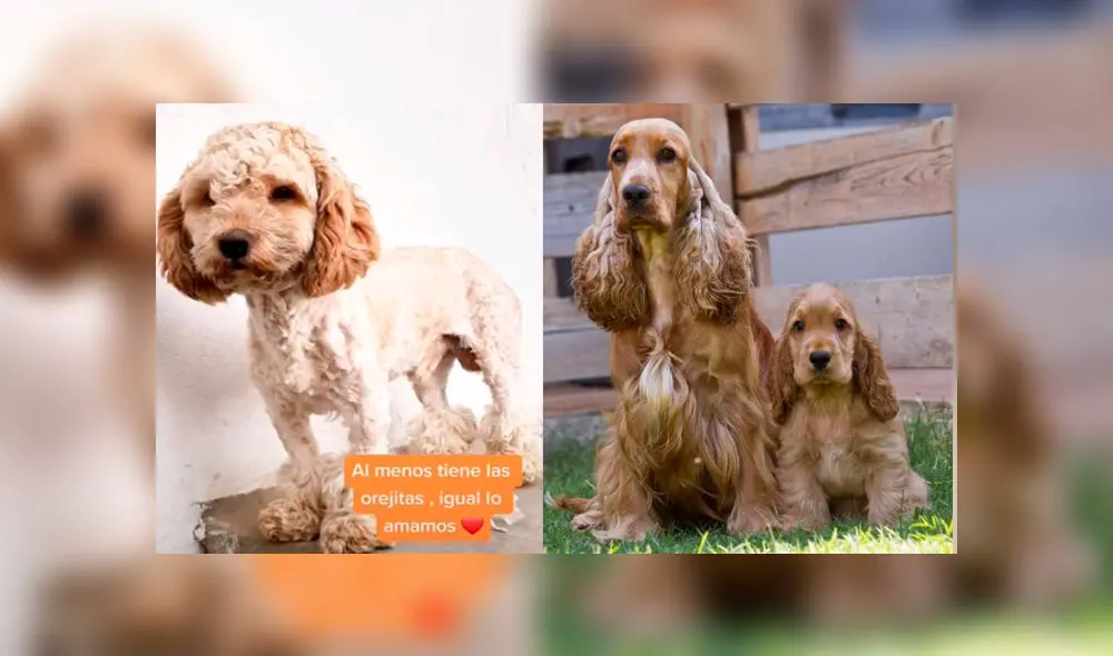 Desliza las imágenes para ver el drástico cambio que experimentó este presunto cachorro cocker spaniel. Foto: cristinayh/TikTok Desliza las imágenes para ver el drástico cambio que experimentó este presunto cachorro cocker spaniel. Foto: cristinayh/TikTok