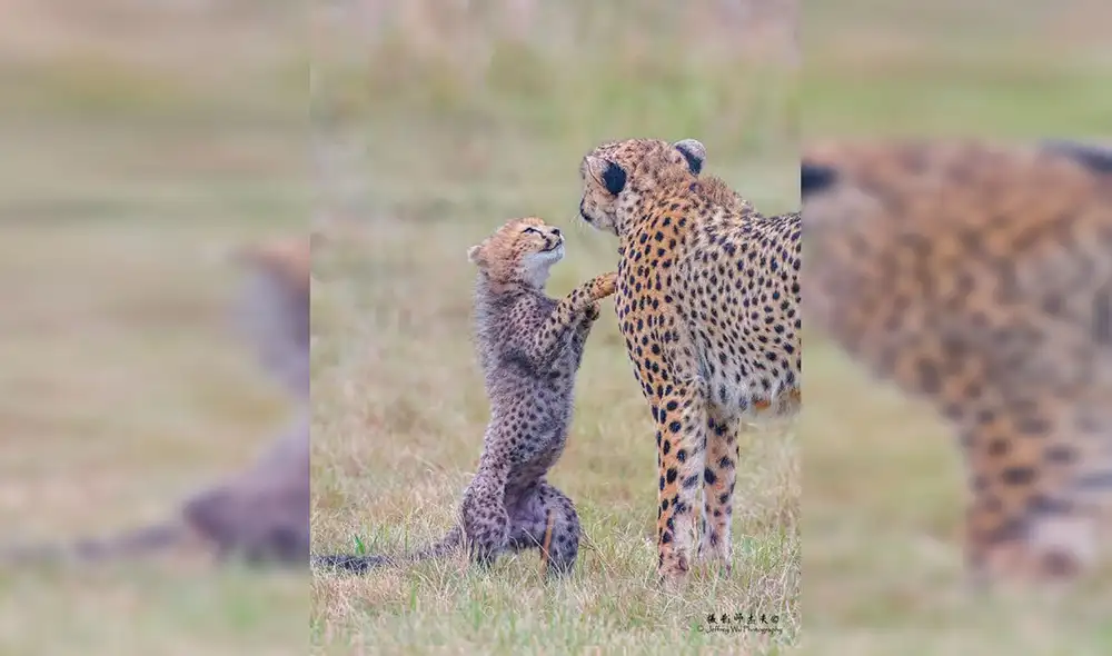 Desliza las imágenes hacia la izquierda para conocer el trabajo de un fotógrafo al registrar la vida de animales salvajes. Fotos: Jeffery Wu. Desliza las imágenes hacia la izquierda para conocer el trabajo de un fotógrafo al registrar la vida de animales salvajes. Fotos: Jeffery Wu.