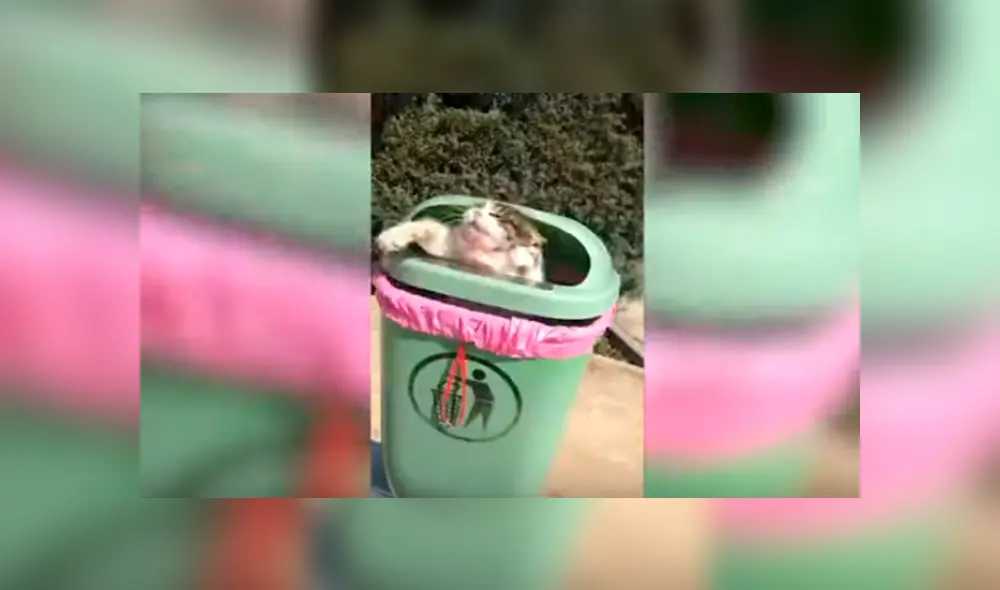Desliza las imágenes para observar el susto que ocasionó un gato a una joven al esconderse en un tacho de basura. Desliza las imágenes para observar el susto que ocasionó un gato a una joven al esconderse en un tacho de basura.