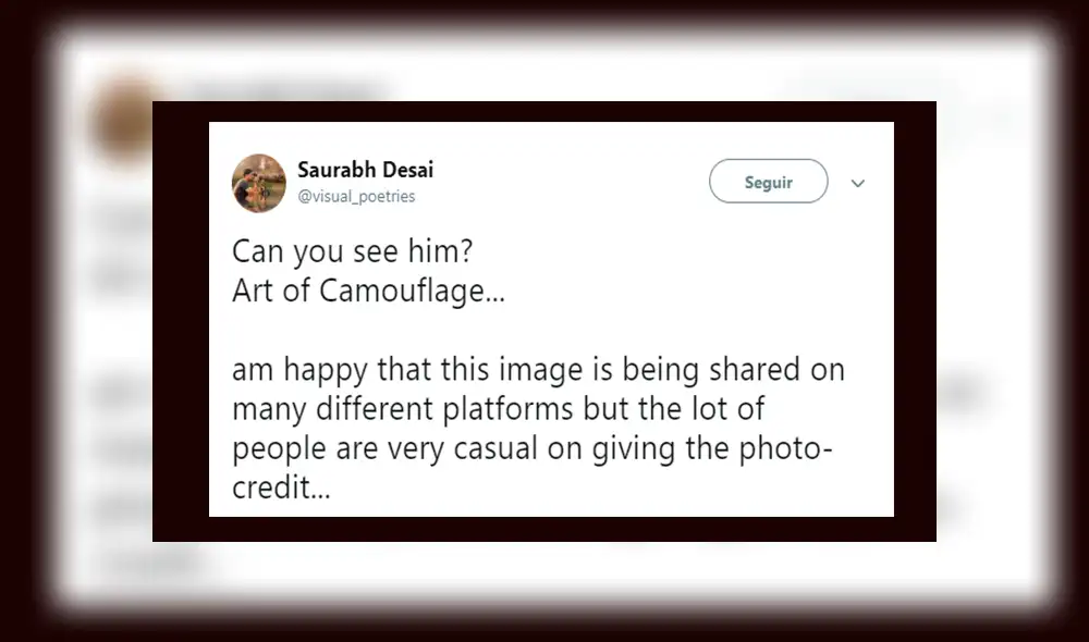 Facebook: el reto del leopardo, un viral que muy pocos han podido resolver [FOTO]