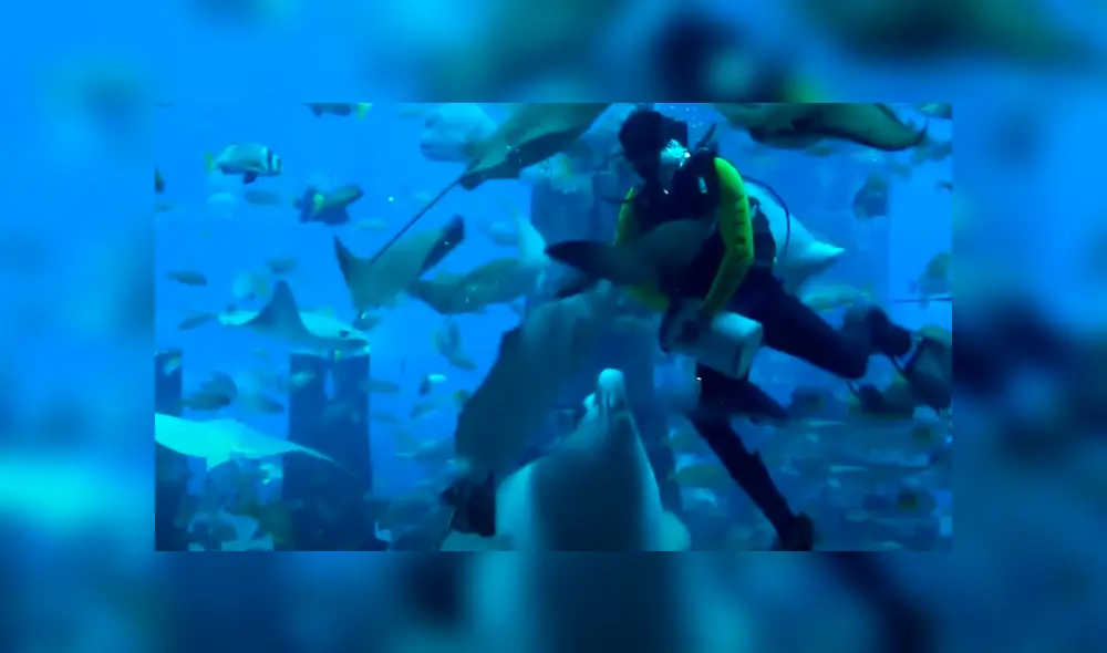 Un video viral de Facebook registró el momento en que un buzo es atacado por una mantayarra. Un video viral de Facebook registró el momento en que un buzo es atacado por una mantayarra.