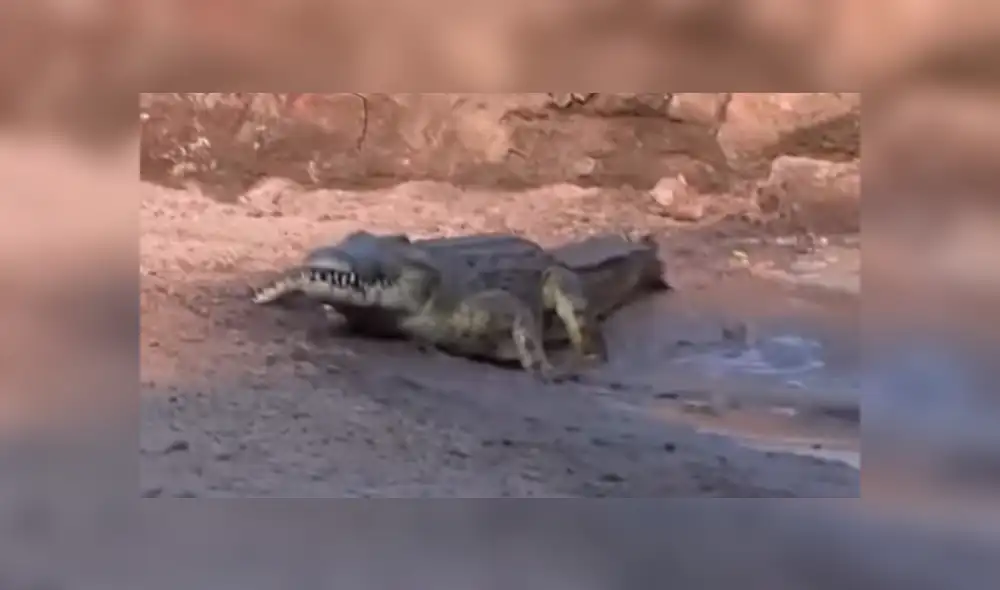 YouTube viral: sediento jabalí acudió a lago para beber agua y se encontró con feroz cocodrilo [VIDEO]