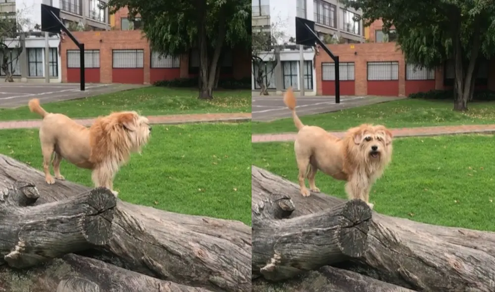 El corte del can dejó sorprendido a miles de usuarios debido a la similitud de este con el león. Foto: captura de TikTok