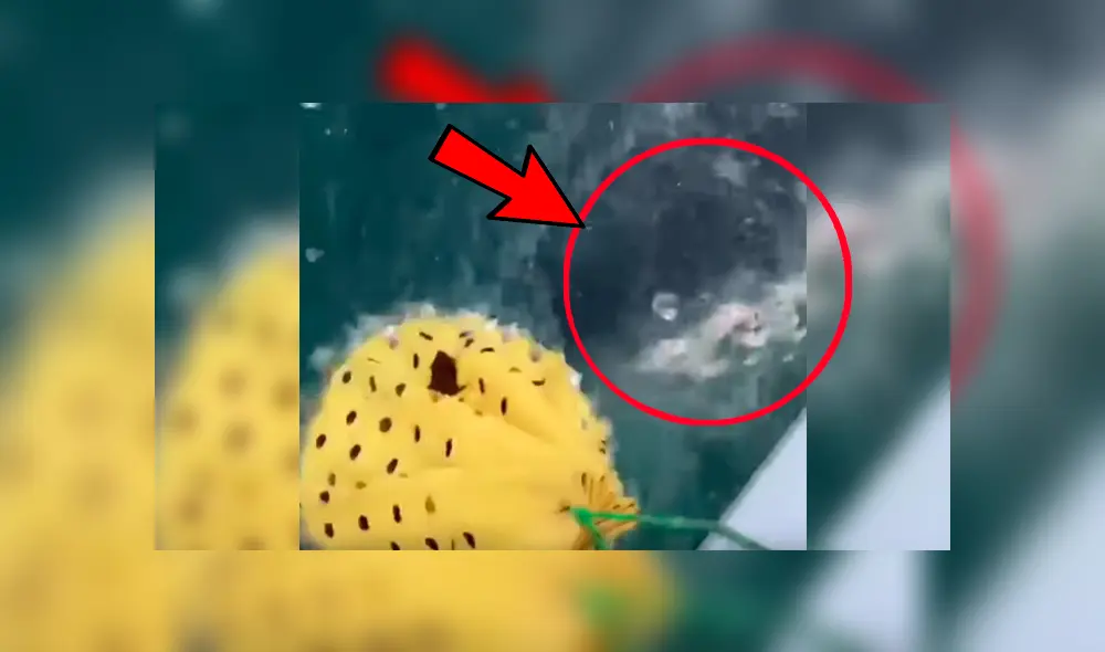 Grupo de pescadores se llevaron el susto de su vida al ser embestidos por un enorme tiburón durante un torneo de pesca Grupo de pescadores se llevaron el susto de su vida al ser embestidos por un enorme tiburón durante un torneo de pesca