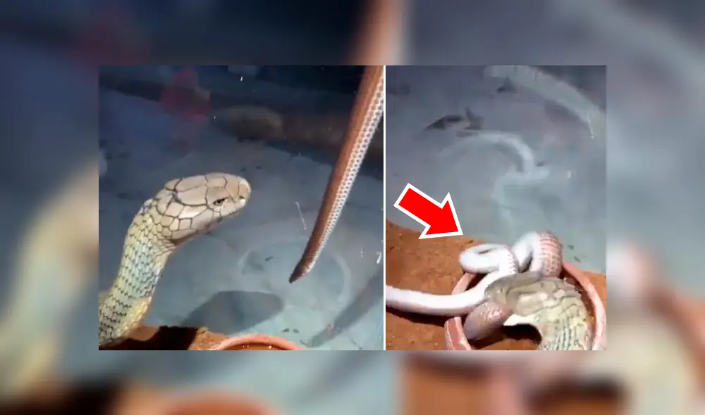 Graban el momento exacto en que dos serpientes tienen brutal enfrentamiento. Graban el momento exacto en que dos serpientes tienen brutal enfrentamiento.