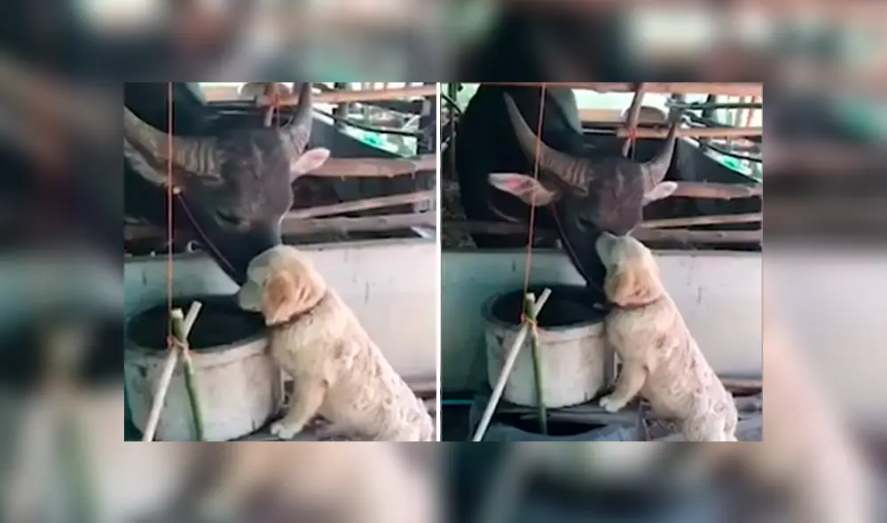 Desliza hacia la izquierda para ver el conmovedor encuentro entre un perro y búfalo. Video viral de Facebook. Desliza hacia la izquierda para ver el conmovedor encuentro entre un perro y búfalo. Video viral de Facebook.