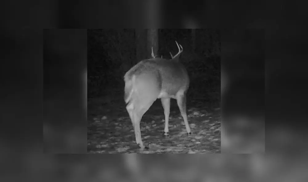 Desliza para enterarte de lo que pasó con este venado al que se le cayó su cornamenta. Foto: Captura