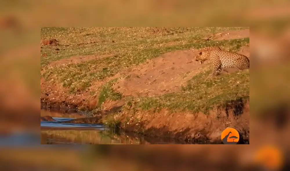 Un video viral de YouTube muestra el brutal enfrentamiento entre un leopardo con un feroz cocodrilo.