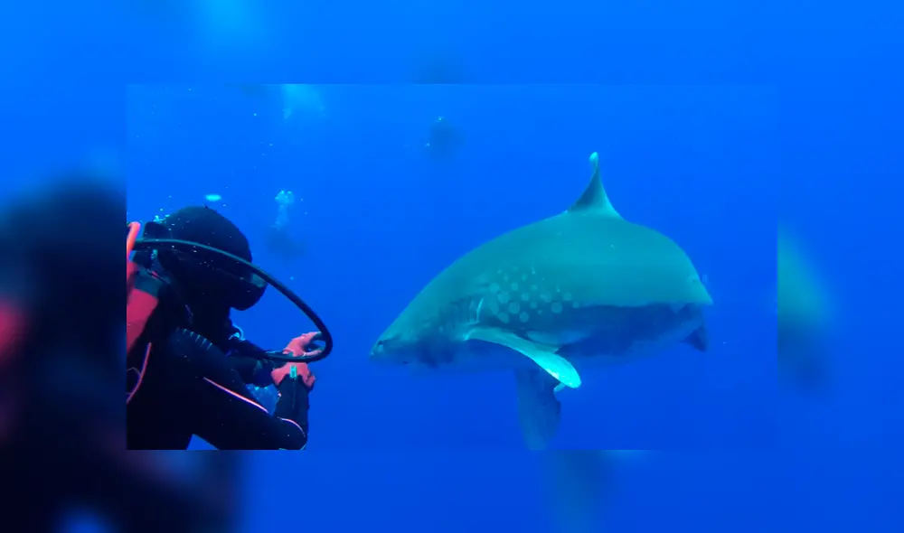 Valiente buzo ayuda a tiburón blanco.