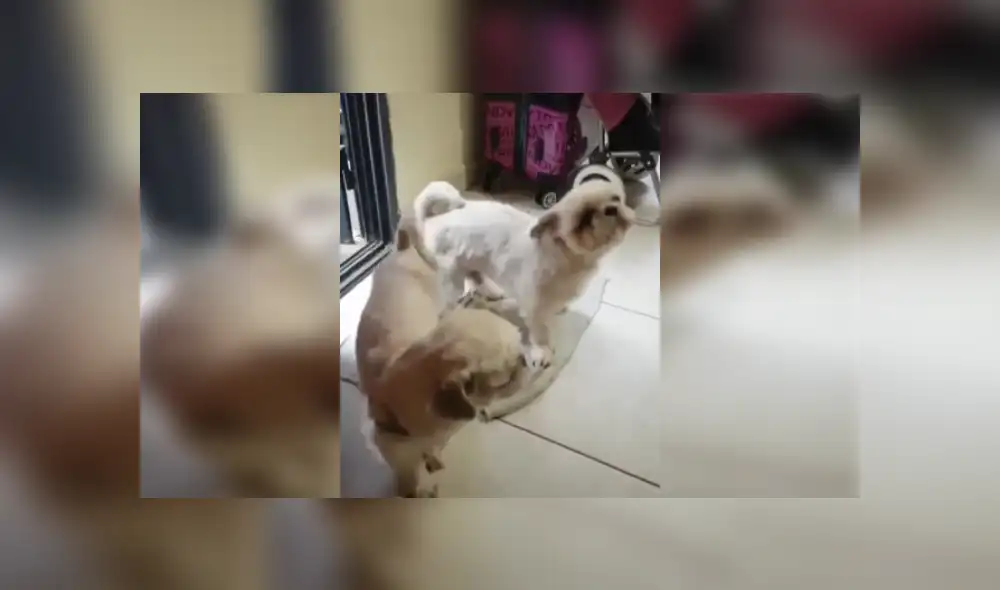 Desliza las imágenes para ver más sobre estos cachorros que aprendieron a cumplir con los protocolos. (Foto: captura / Facebook)