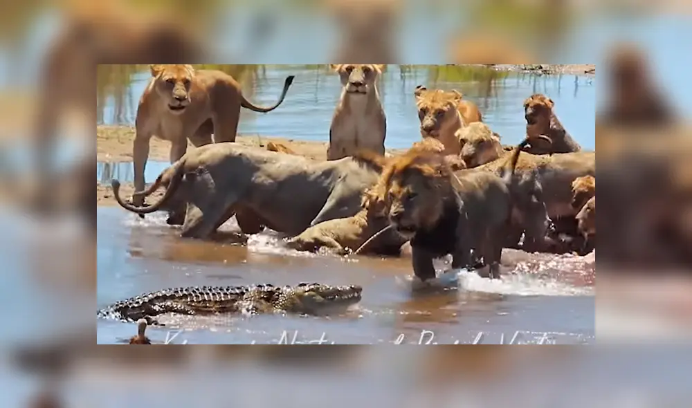 El 'macho alfa' de la manada se enfrentó al enorme cocodrilo que quería una parte de la presa. Vía Facebook. Foto: captura