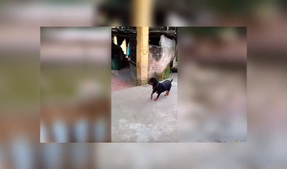 Video es viral en YouTube. Apenas escuchó los gritos de su dueño, el perro tuvo una reacción que fue aplaudida por miles de personas en las redes sociales. Foto: Captura. Video es viral en YouTube. Apenas escuchó los gritos de su dueño, el perro tuvo una reacción que fue aplaudida por miles de personas en las redes sociales. Foto: Captura.