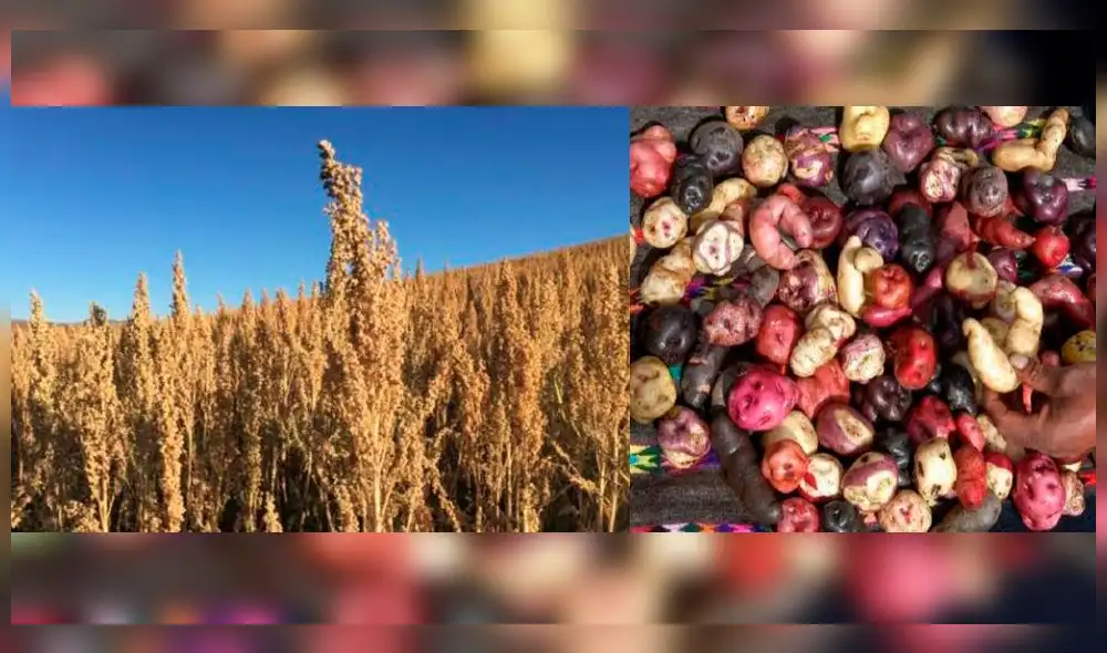 Cusco. Alimentos saludables para reducir anemia en Pisac. Cusco. Alimentos saludables para reducir anemia en Pisac.