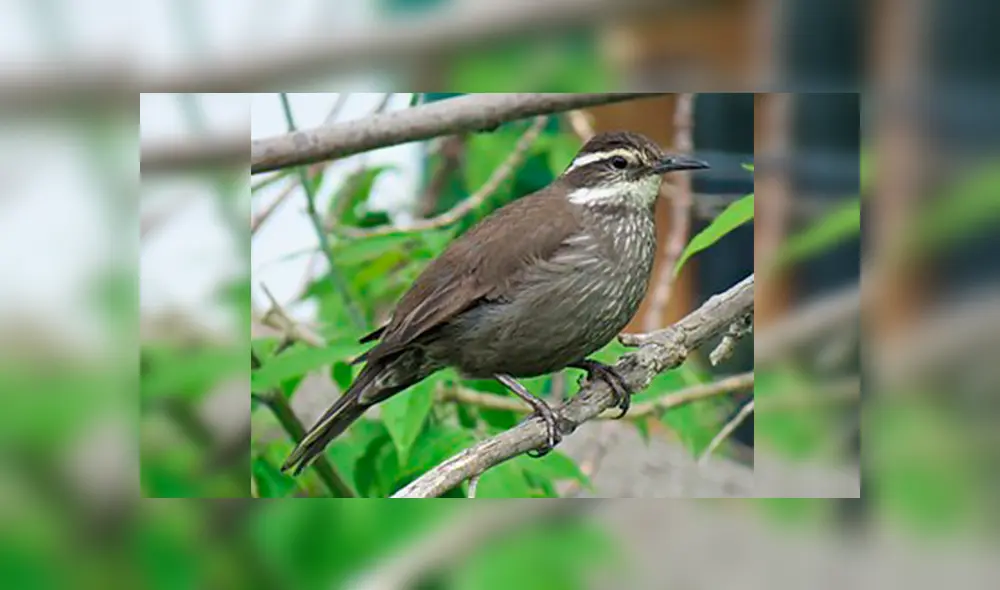 20 Animales en peligro de extinción y extintos en Perú 2019 [FOTOS]